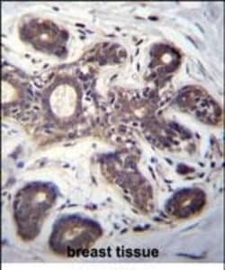 Invitrogen eIF2b alpha Polyclonal Antibody 400 &mu;L; Unconjugated:Antibodies,