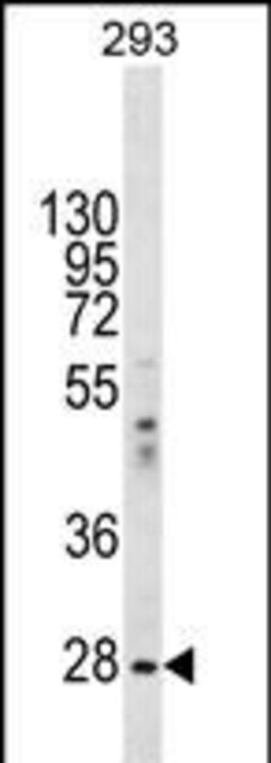 Invitrogen eIF2b alpha Polyclonal Antibody 400 &mu;L; Unconjugated:Antibodies,