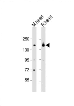 Invitrogen MYBPC3 Polyclonal Antibody 400 &mu;L; Unconjugated:Antibodies,