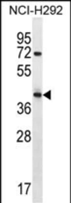 Invitrogen ARRDC5 Polyclonal Antibody 400 &mu;L; Unconjugated:Antibodies,