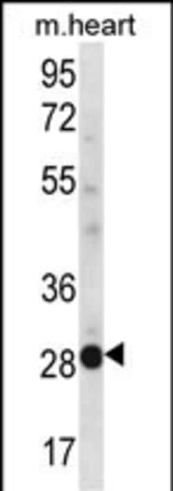 Invitrogen NCCRP1 Polyclonal Antibody 400 &mu;L; Unconjugated:Antibodies,