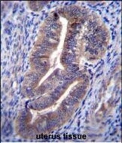 Invitrogen KIAA1324 Polyclonal Antibody 400 &mu;L; Unconjugated:Antibodies,