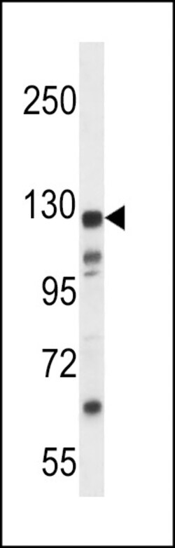 Invitrogen KIAA1324 Polyclonal Antibody 400 &mu;L; Unconjugated:Antibodies,