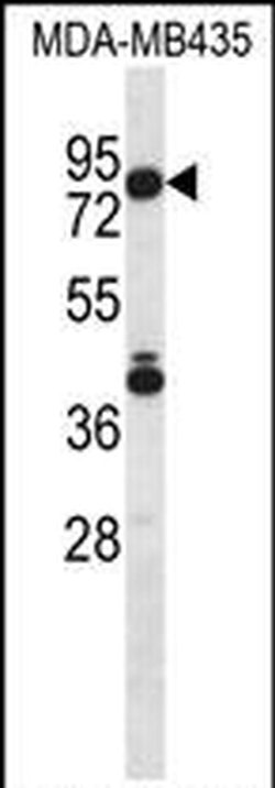 SGPL1 Rabbit anti-Human, Polyclonal, Invitrogen 400 &mu;L; Unconjugated:Antibodies,