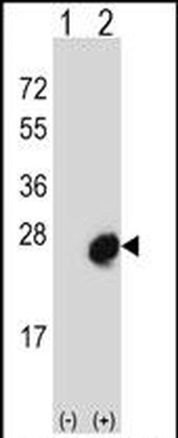 MID1IP1 Rabbit anti-Human, Polyclonal, Invitrogen 400 &mu;L; Unconjugated:Antibodies,