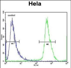 NUP35 Rabbit anti-Human, Polyclonal, Invitrogen 400 &mu;L; Unconjugated:Antibodies,