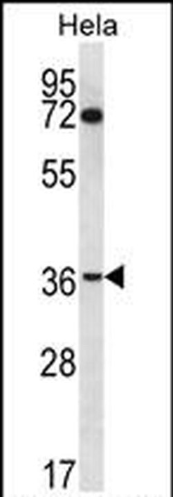 NUP35 Rabbit anti-Human, Polyclonal, Invitrogen 400 &mu;L; Unconjugated:Antibodies,