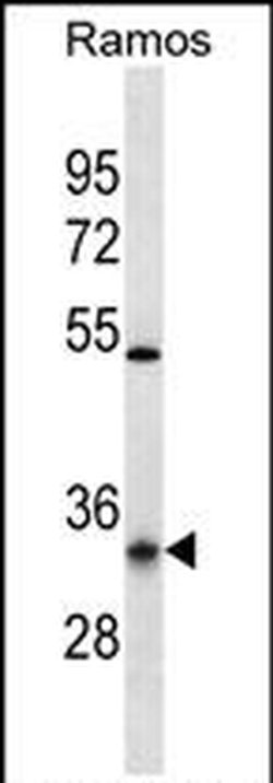 OR10G9 Rabbit anti-Human, Polyclonal, Invitrogen 400 &mu;L; Unconjugated:Antibodies,