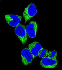GNAS Rabbit anti-Human, Polyclonal, Invitrogen 400 &mu;L; Unconjugated:Antibodies,