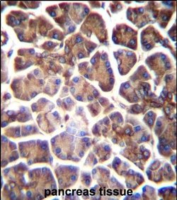 GNAS Rabbit anti-Human, Polyclonal, Invitrogen 400 &mu;L; Unconjugated:Antibodies,