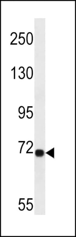 Invitrogen LRP10 Polyclonal Antibody 400 &mu;L; Unconjugated:Antibodies,