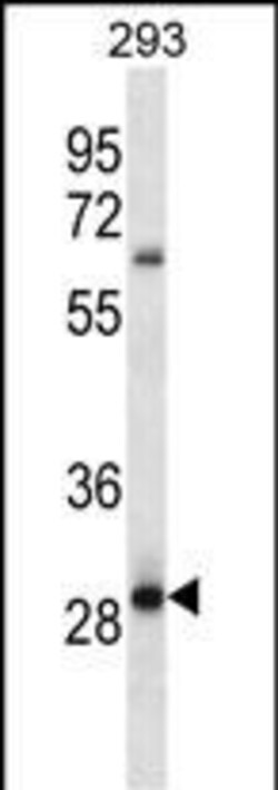Invitrogen MRAP2 Polyclonal Antibody 400 &mu;L; Unconjugated:Antibodies,