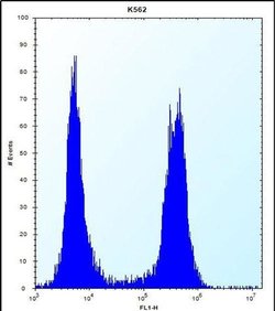 Arylsulfatase F Rabbit anti-Human, Polyclonal, Invitrogen 400 &mu;L; Unconjugated:Antibodies,