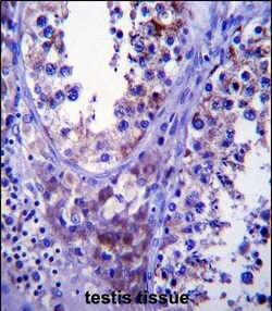 Invitrogen SDF2L1 Polyclonal Antibody 400 &mu;L; Unconjugated:Antibodies,