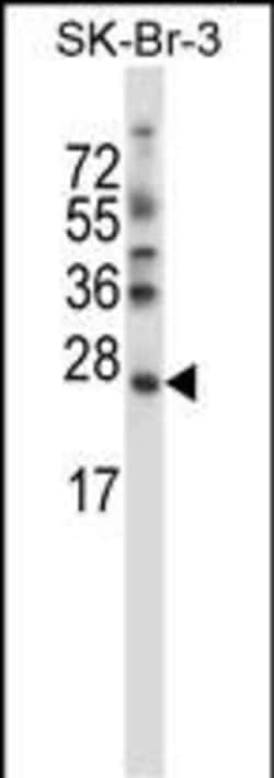 Invitrogen SDF2L1 Polyclonal Antibody 400 &mu;L; Unconjugated:Antibodies,