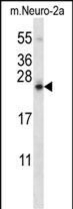 Invitrogen SDF2L1 Polyclonal Antibody 400 &mu;L; Unconjugated:Antibodies,