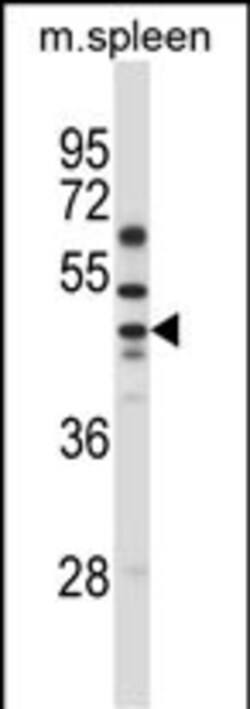 Invitrogen SLC30A6 Polyclonal Antibody 400 &mu;L; Unconjugated:Antibodies,