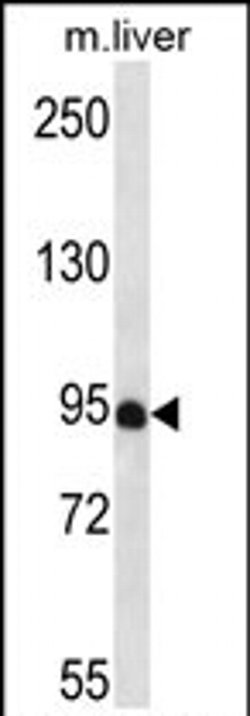 PDZD4 Rabbit anti-Human, Mouse, Polyclonal, Invitrogen 400 &mu;L; Unconjugated:Antibodies,