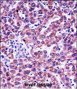 Invitrogen GYPB Polyclonal Antibody 400 &mu;L; Unconjugated:Antibodies,