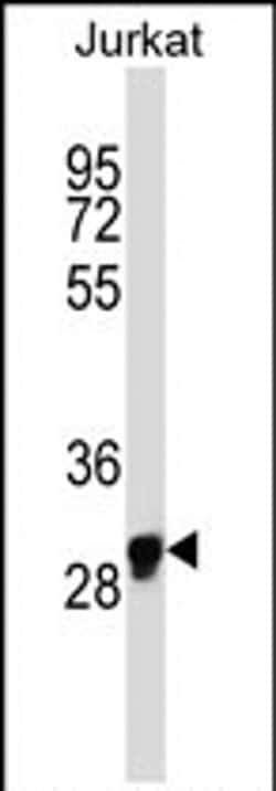 OR1N1 Rabbit anti-Human, Polyclonal, Invitrogen 400 &mu;L; Unconjugated:Antibodies,