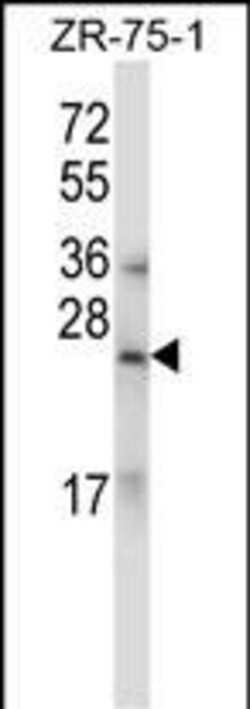 Invitrogen Relaxin 1/2 Polyclonal Antibody 400 &mu;L; Unconjugated:Antibodies,