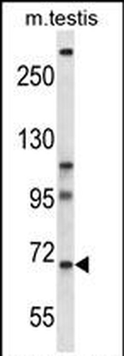 PAN3 Rabbit anti-Human, Mouse, Polyclonal, Invitrogen 400 &mu;L; Unconjugated:Antibodies,