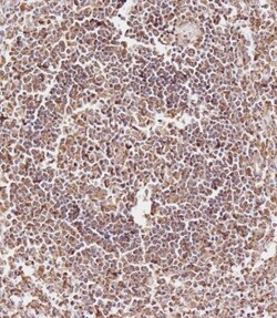 Invitrogen CD163L1 Polyclonal Antibody 400 &mu;L; Unconjugated:Antibodies,