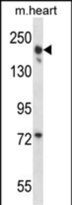 Invitrogen LRRC16B Polyclonal Antibody 400 &mu;L; Unconjugated:Antibodies,