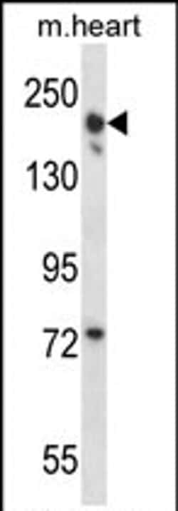 LRRC16B Polyclonal Antibody, Invitrogen 400 &mu;L; Unconjugated:Antibodies,