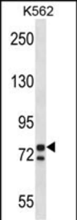 Invitrogen PCSK7 Polyclonal Antibody 400 &mu;L; Unconjugated:Antibodies,