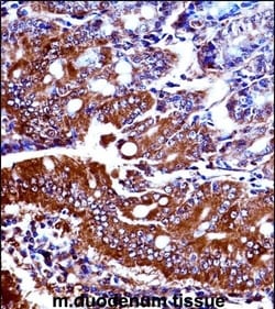 Invitrogen NPR1 Polyclonal Antibody 400 &mu;L; Unconjugated:Antibodies,