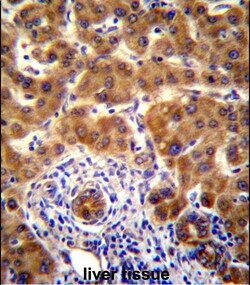 Invitrogen NRBP2 Polyclonal Antibody 400 &mu;L | Buy Online | Invitrogen&trade; | Fisher Scientific