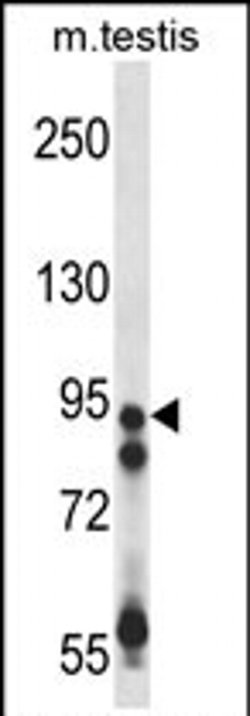 USP20 Rabbit anti-Human, Mouse, Polyclonal, Invitrogen 400 &mu;L; Unconjugated:Antibodies,