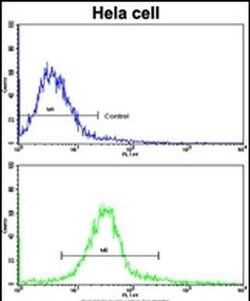 ERAS Rabbit anti-Human, Polyclonal, Invitrogen 400 &mu;L; Unconjugated:Antibodies,
