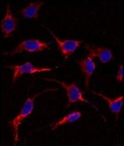 ERAS Rabbit anti-Human, Polyclonal, Invitrogen 400 &mu;L; Unconjugated:Antibodies,
