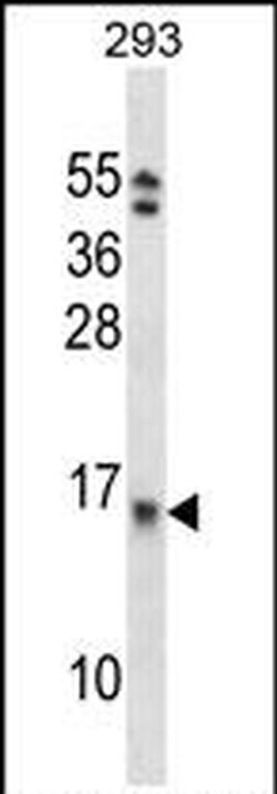 EIF1B Rabbit anti-Human, Polyclonal, Invitrogen 400 &mu;L; Unconjugated:Antibodies,
