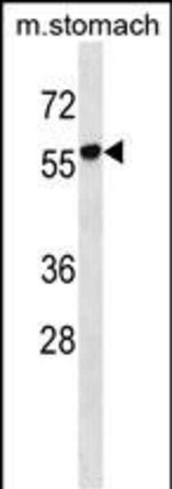 Invitrogen RUNDC1 Polyclonal Antibody 400 &mu;L; Unconjugated:Antibodies,