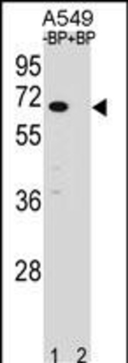 Invitrogen ASB3 Polyclonal Antibody 400 &mu;L; Unconjugated:Anticorps,