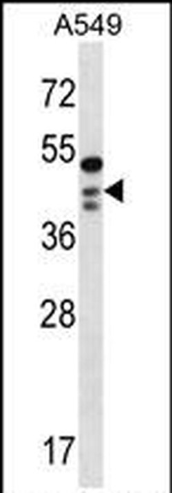 OBFC1 Rabbit anti-Human, Polyclonal, Invitrogen 400 &mu;L; Unconjugated:Antibodies,