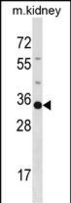 Invitrogen POU5F2 Polyclonal Antibody 400 &mu;L; Unconjugated:Antibodies,