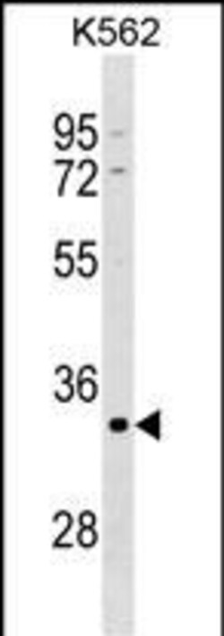 Invitrogen POU5F2 Polyclonal Antibody 400 &mu;L; Unconjugated:Antibodies,