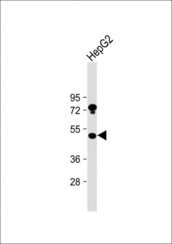 Invitrogen USP27X Polyclonal Antibody 400 &mu;L; Unconjugated:Antibodies,