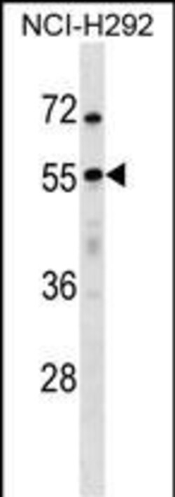 Invitrogen USP27X Polyclonal Antibody 400 &mu;L; Unconjugated:Antibodies,