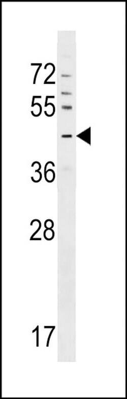 GPR63 Rabbit anti-Human, Polyclonal, Invitrogen 400 &mu;L; Unconjugated:Antibodies,