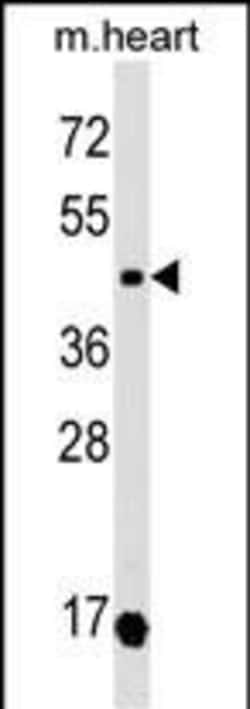 Invitrogen Oxytocin Receptor Polyclonal Antibody 400 &mu;L; Unconjugated:Antibodies,