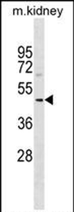 SDS3 Rabbit anti-Human, Mouse, Polyclonal, Invitrogen 400 &mu;L; Unconjugated:Antibodies,