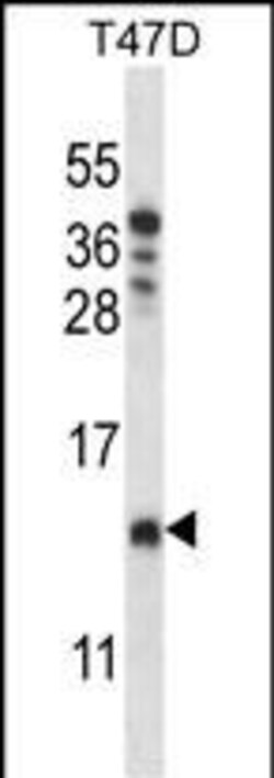 Invitrogen COA4 Polyclonal Antibody 400 &mu;L; Unconjugated:Antibodies,