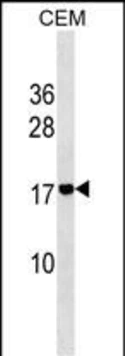 Invitrogen ADM2 Polyclonal Antibody 400 &mu;L; Unconjugated:Antibodies,