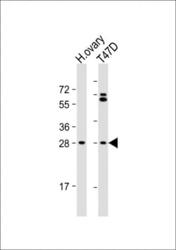Invitrogen FIGLA Polyclonal Antibody 400 &mu;L; Unconjugated:Antibodies,