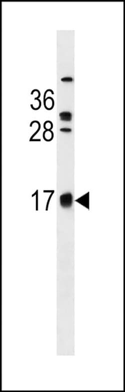 C2orf83 Rabbit anti-Human, Polyclonal, Invitrogen 400 &mu;L; Unconjugated:Antibodies,